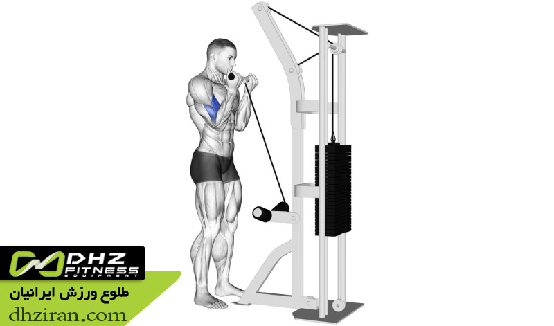 جلو بازو سیم کش ایستاده (Cable Biceps Curl): 